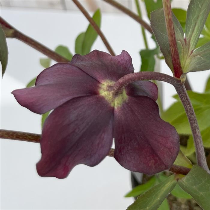 クリスマスローズ 広瀬園芸 クレオパトラ 0211-021 現品販売 送料無料