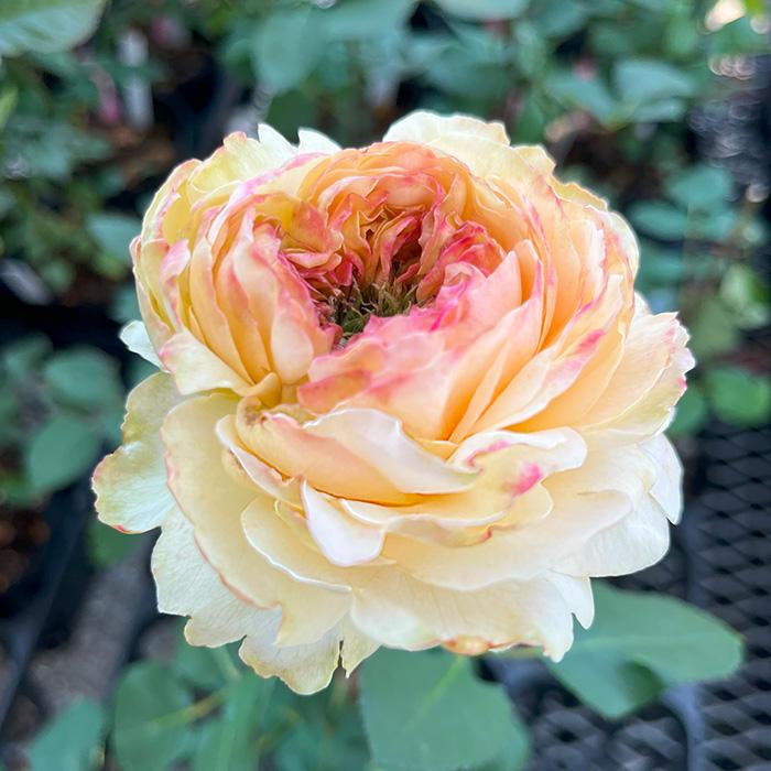 予約販売 バラ苗 バラ大苗 ひだまり 契約品種 薔薇 ばら 送料無料 国産