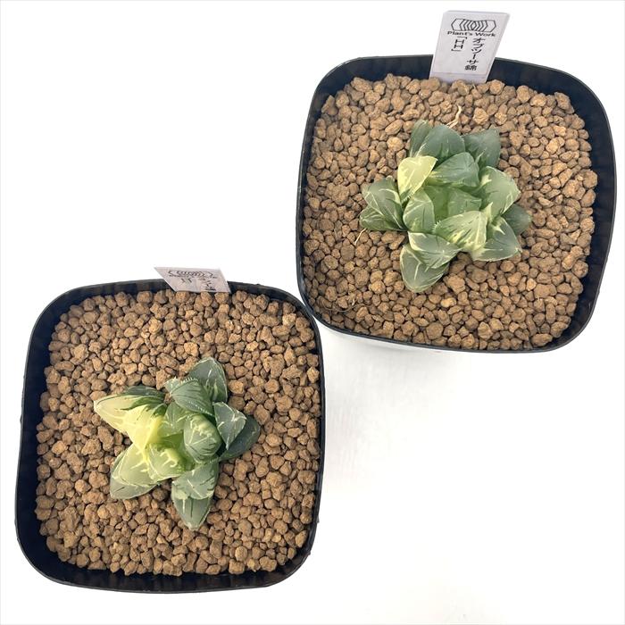 多肉植物 pnwハオルチア オブツーサ錦 「HH」 Plant's Work プランツ