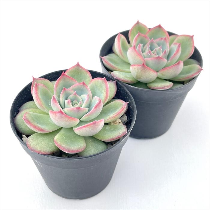 日本花キ流通 多肉植物 skエケベリア シルエット 多肉植物 エケベリア