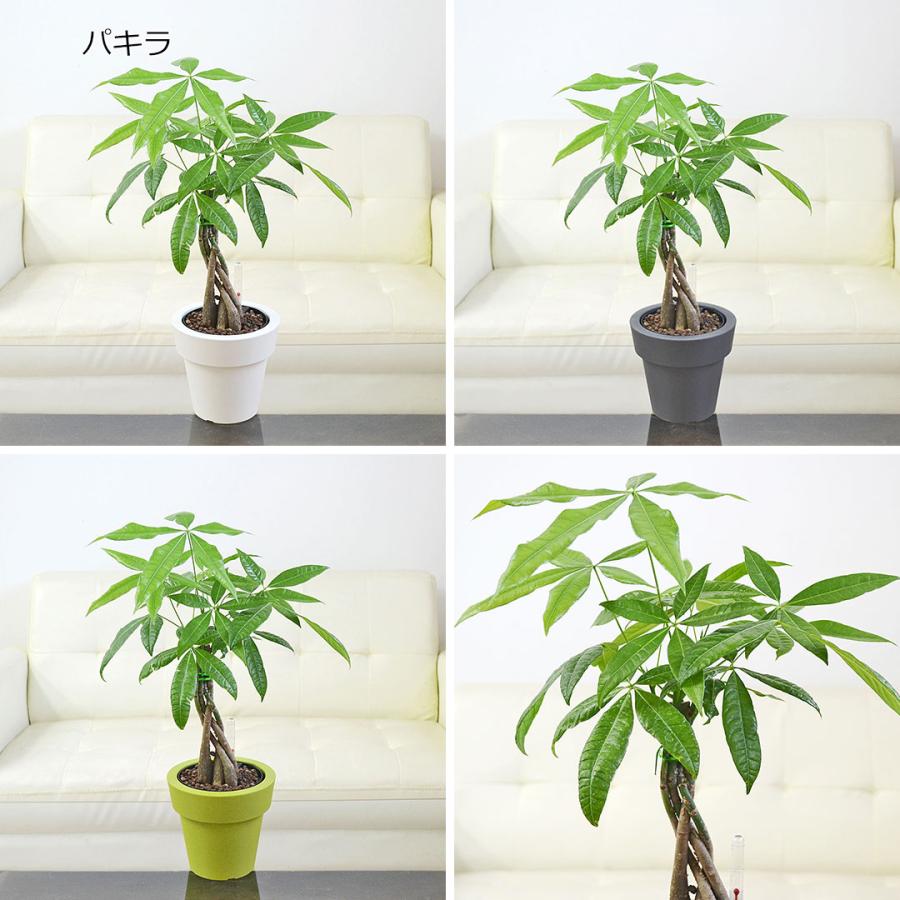 観葉植物 ガジュマル サンスベリア テーブルヤシ ハイドロカルチャー