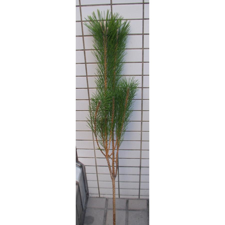 若松 松 門松 切り枝 送料値引きあり : フラワーハウス・シモン - 通販