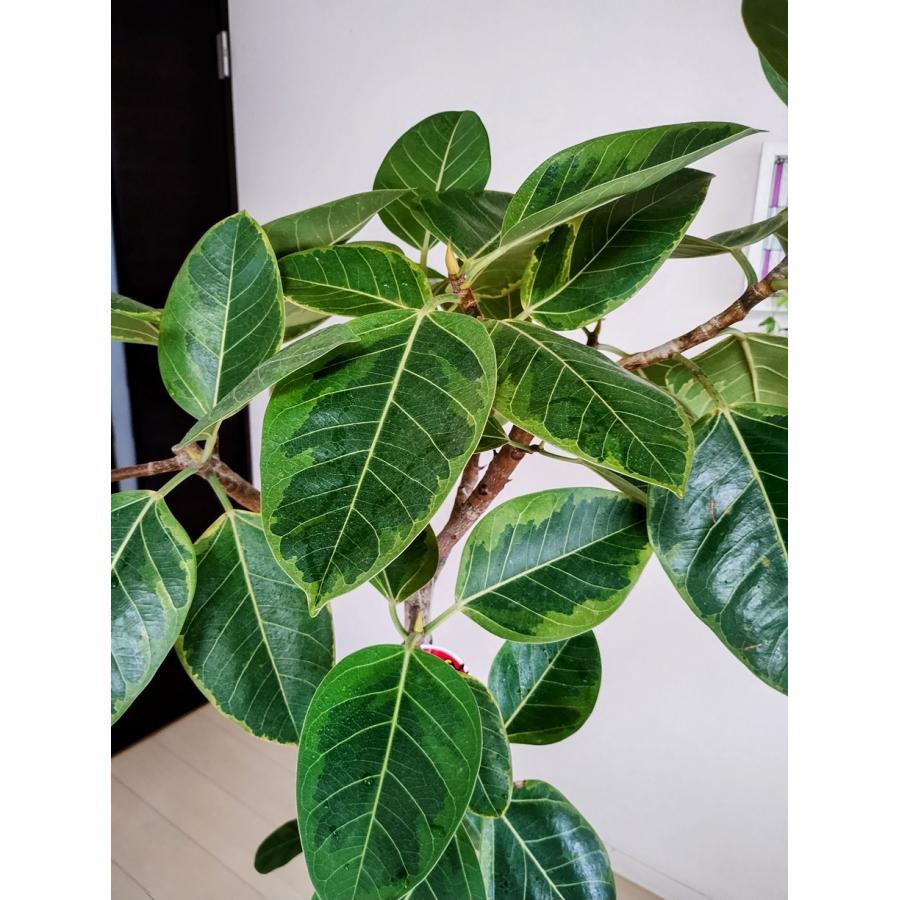 フィカス アルテシマゴムの木 9号（0205）インテリア 開店祝い 新築