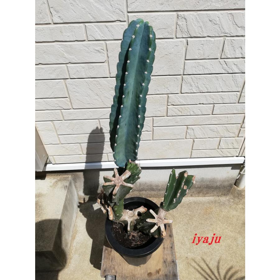 期間限定ポイント3倍」 柱サボテン ブランチ 7号（0918） オシャレな