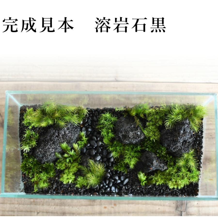 苔テラリウム キット コケリウム 初心者向け 苔盆栽 おしゃれ
