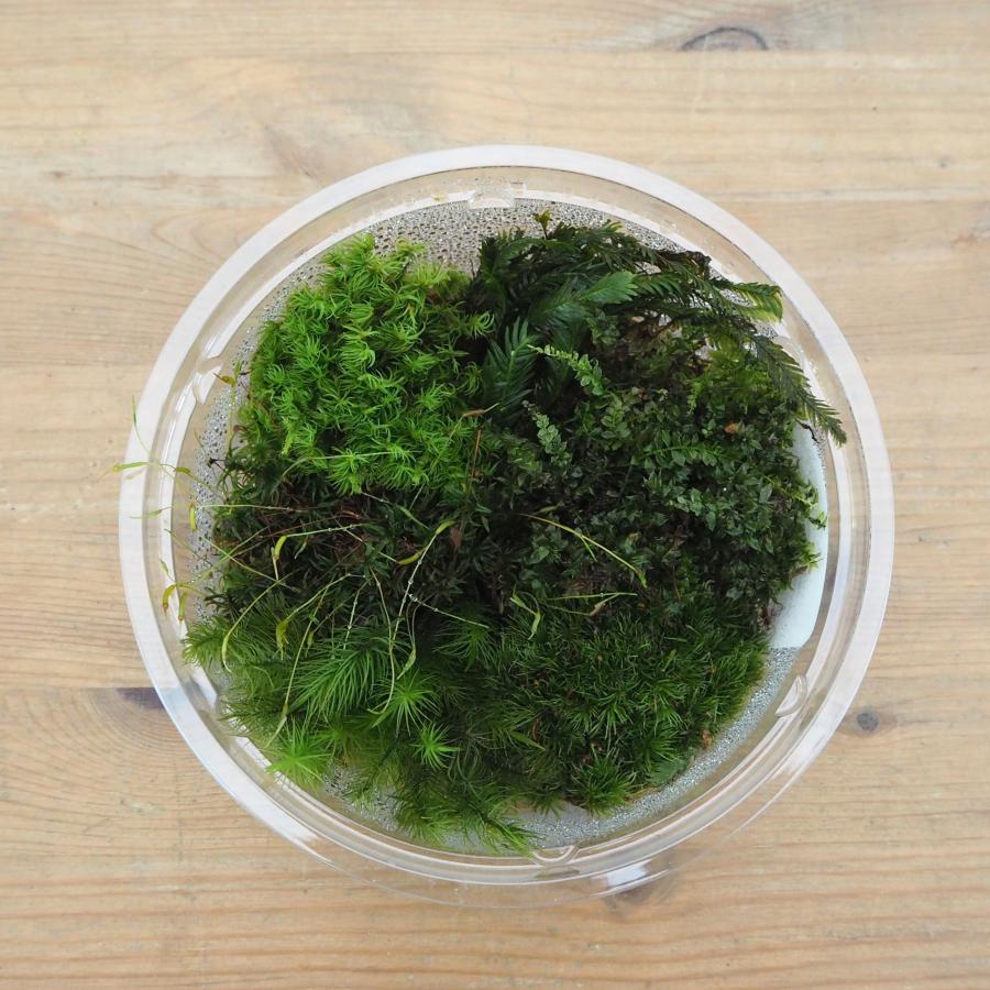 苔テラリウム キット コケリウム 初心者向け 苔盆栽 おしゃれ