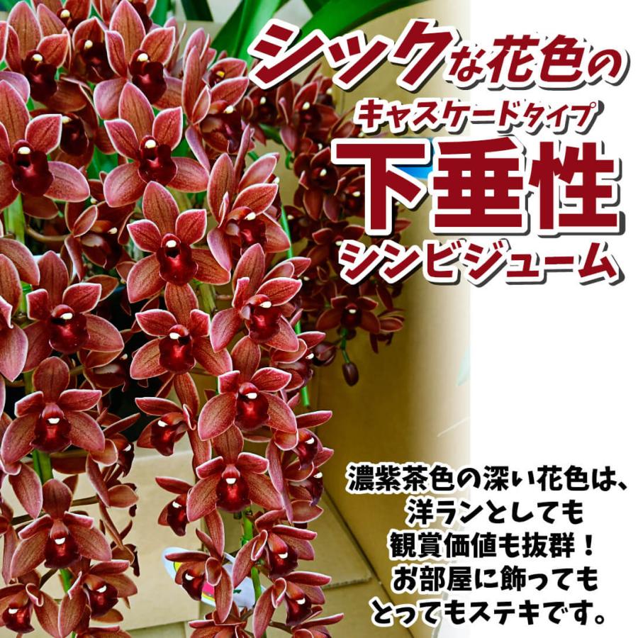 ラン フォアゴットンフルーツ 開花見込み株 1株 : 花と緑 国華園