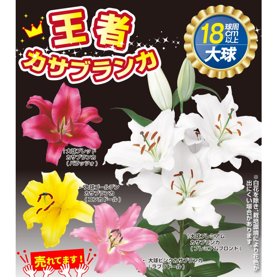 ユリ 球根 オリエンタルリリー 超大人気 大球 カサブランカセット 4種