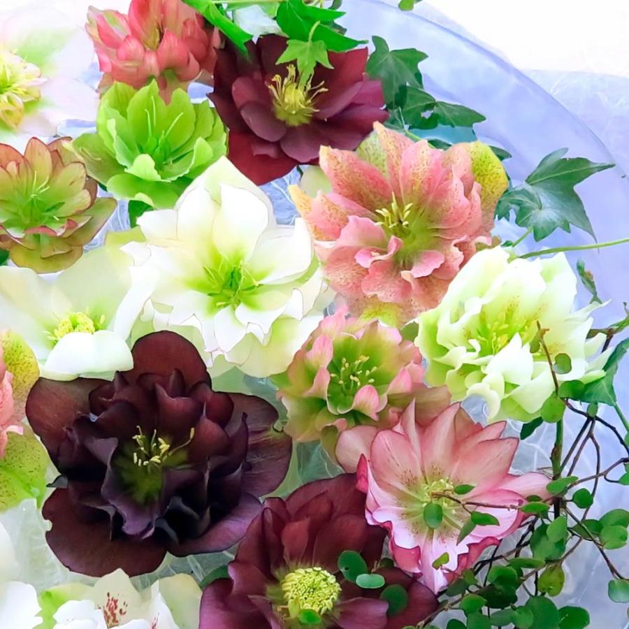 花苗 八重咲クリスマスローズ 開花株 花色おまかせ 6株 送料込み 爆買