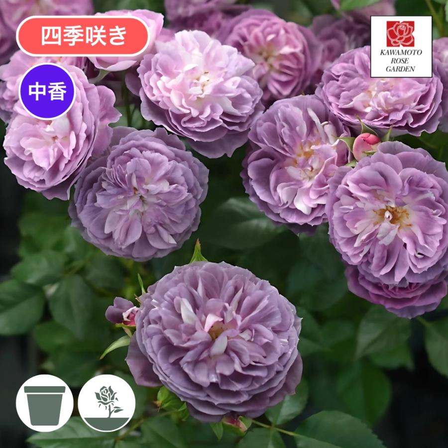 バラ苗 予約新苗 2026 リナルド Rinaldo 四季咲き 国産ノイバラ台木