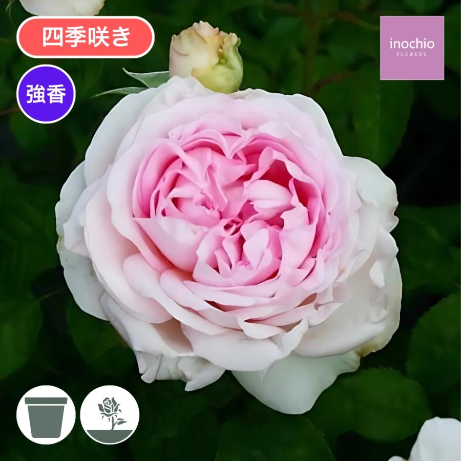 バラ苗 大苗 2026 ヴィンテージ ドルチェ Vintage Dolce 四季咲き 国産