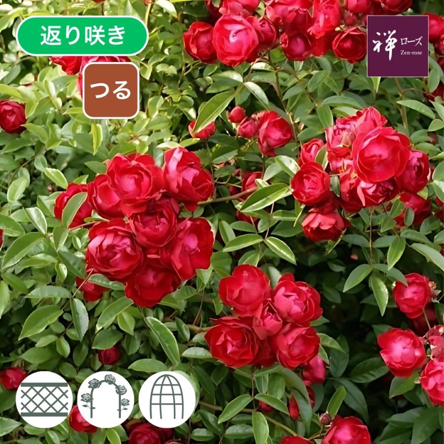 バラ苗 予約新苗 2026 紅玉 Kogyoku つるバラ 国産ノイバラ台木使用