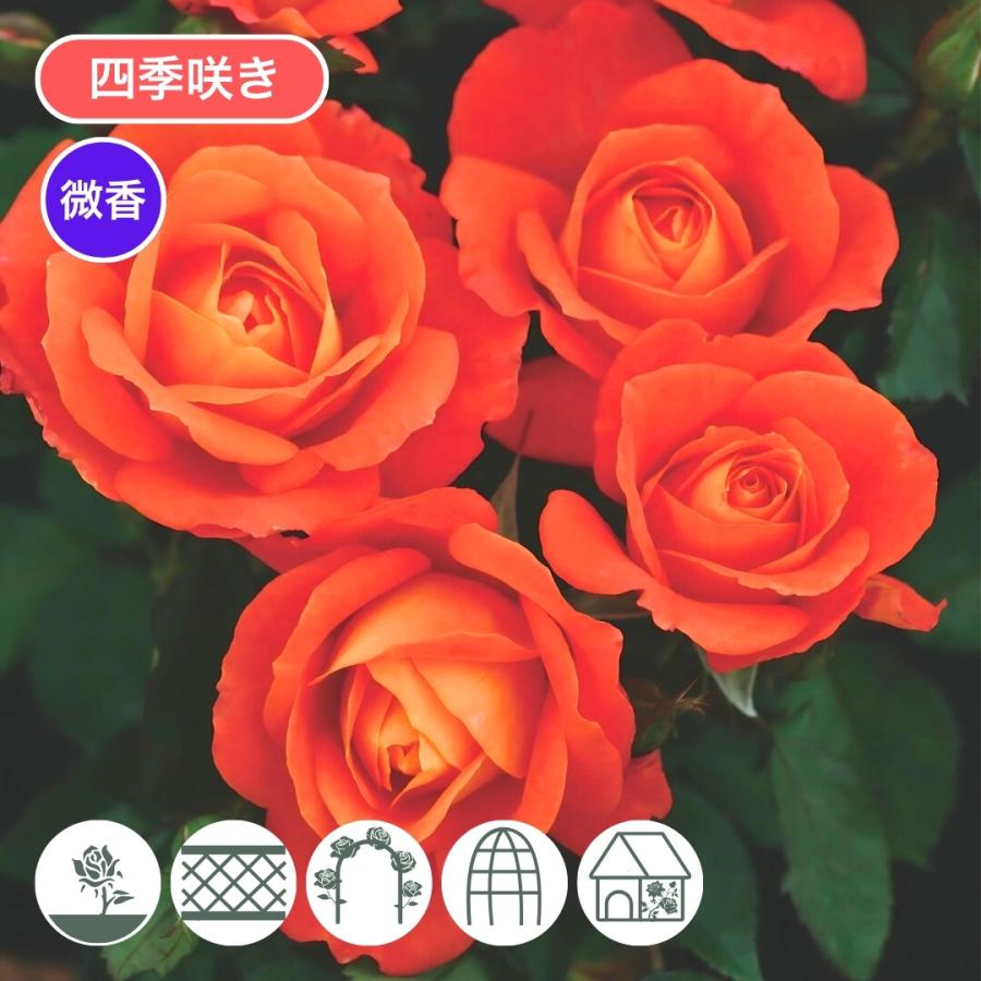 バラ苗 予約新苗 2026 スーパー トローパー Super Trouper 四季咲き