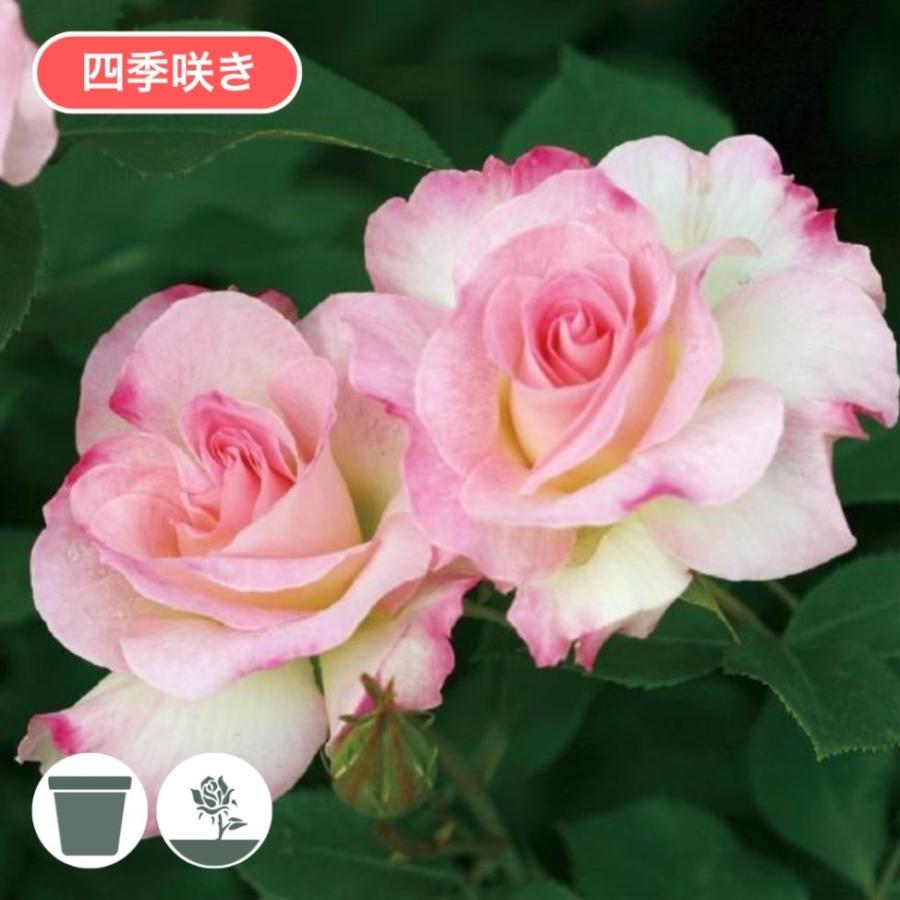 バラ苗 スタンダードローズ 2026 マチルダ Matilda STD 1.2m 四季咲き