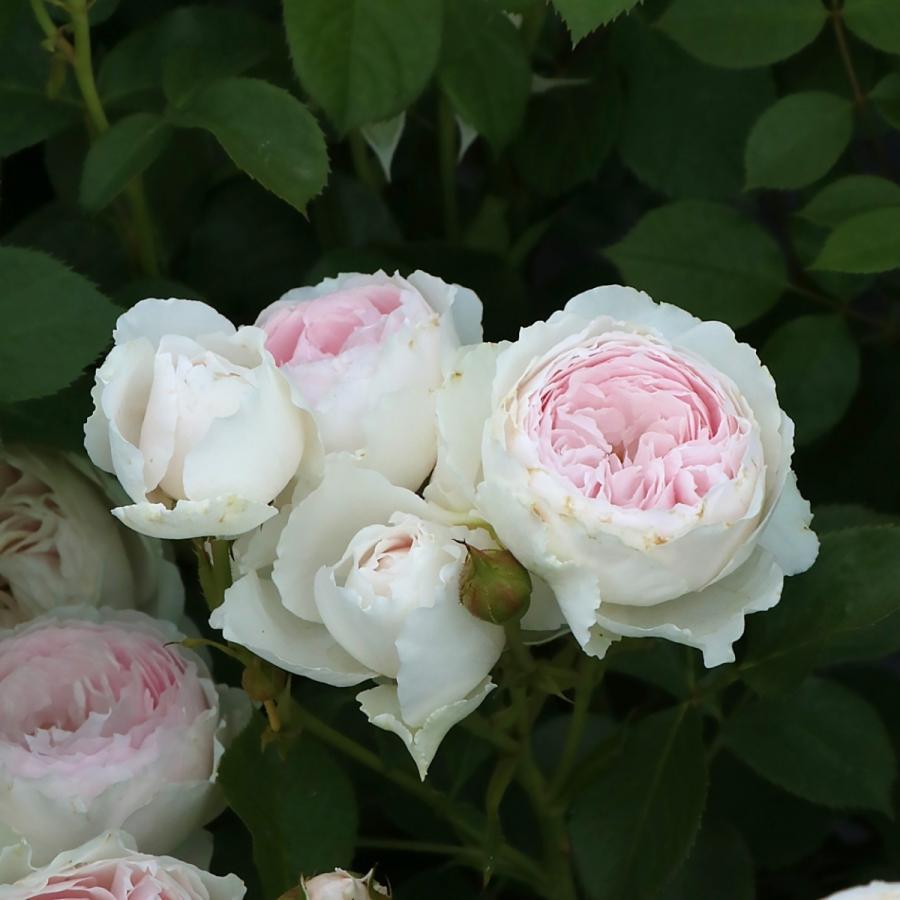 バラ苗 予約新苗 2026 クリスティアーナ Christiana 国産ノイバラ台木