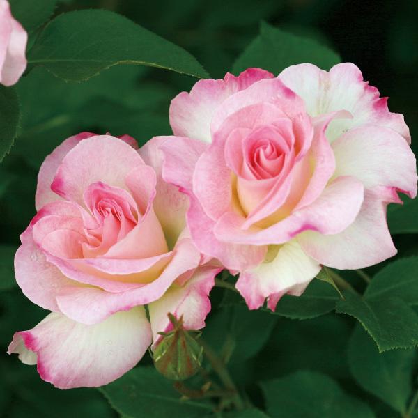 バラ苗 スタンダードローズ 2026 マチルダ Matilda STD 1.2m 四季咲き