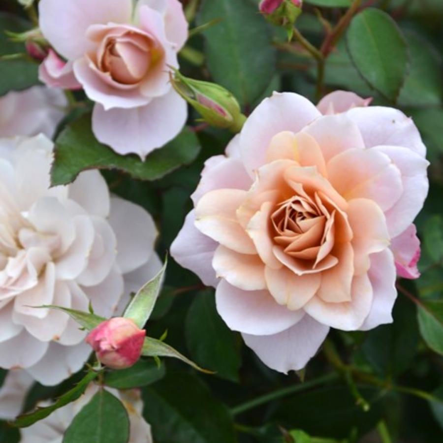 バラ苗 大苗 2026 うののさらら Unonosarara 四季咲き 国産ノイバラ台