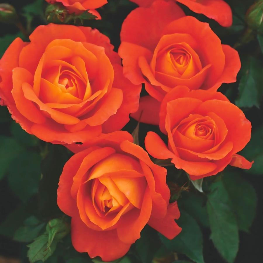 バラ苗 予約新苗 2026 スーパー トローパー Super Trouper 四季咲き