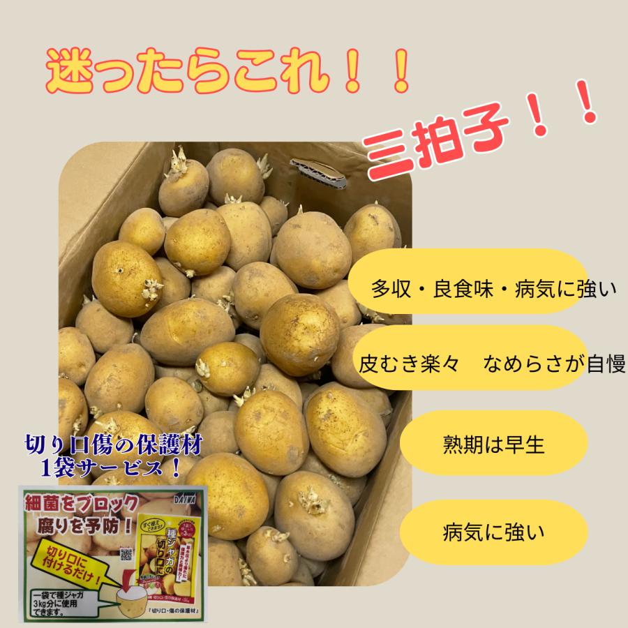 10Kg 種芋 アイマサリ 混玉 切り口保護材1袋添付サービス ジャガイモ