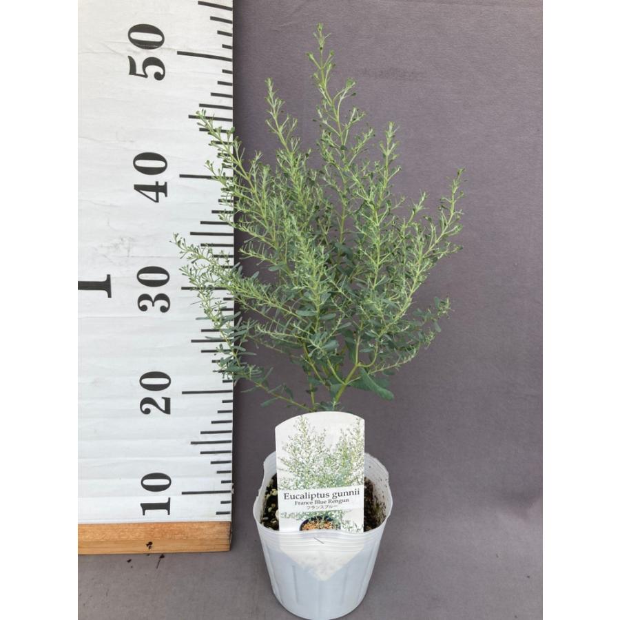 ユーカリ・グニー【フランスブルーレンガン】4号 : 日本ライン花木