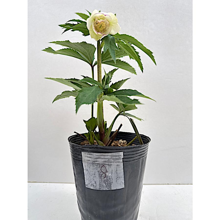 クリスマスローズ 開花苗 008 ホワイトセミダブルピコテイ : 花郷園