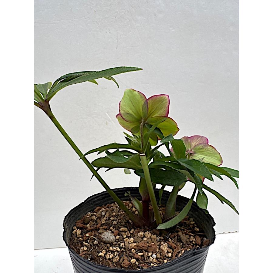 K.様ご検討苗㉖-287クリスマスローズ K.様ご購入苗㉖-26㉖-