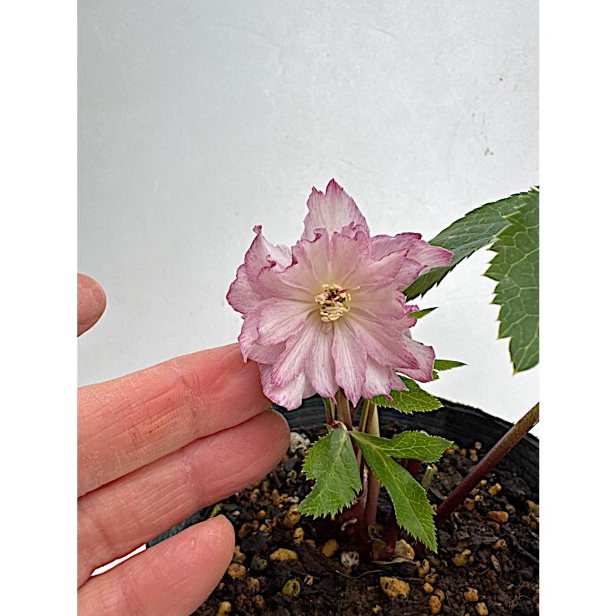 クリスマスローズ 開花苗 061 ペオニーピンク小輪 : 花郷園 KAGOEN