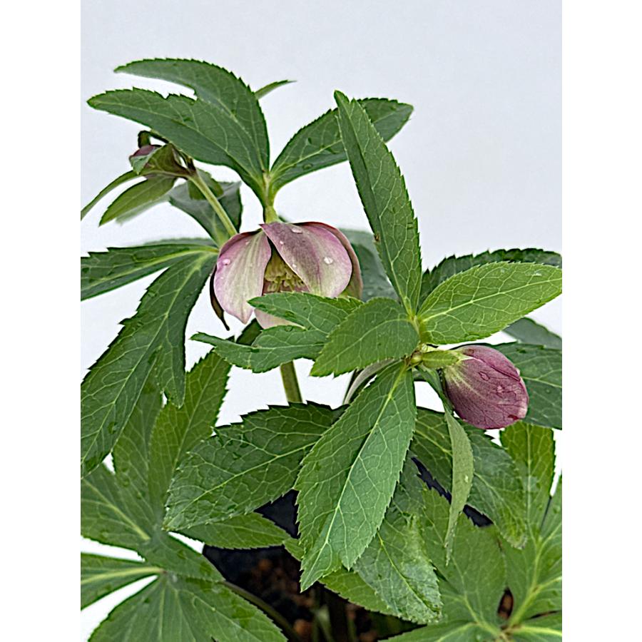 クリスマスローズ 開花苗 068 ピンクミラージュ : 花郷園 KAGOEN