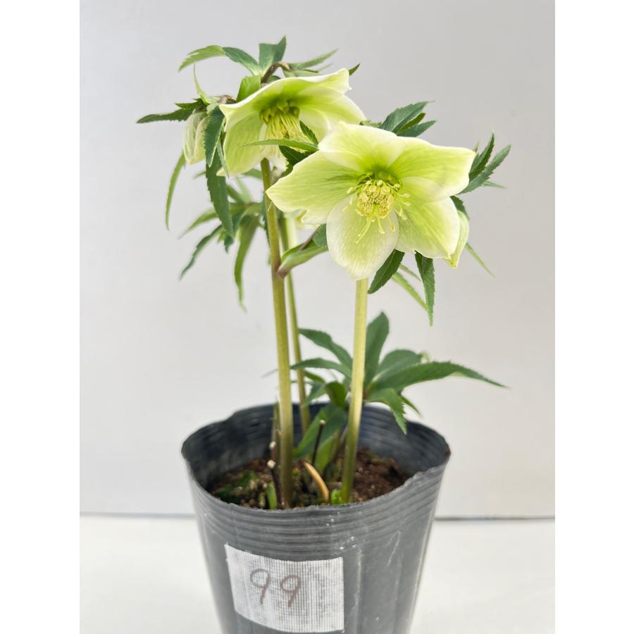 クリスマスローズ 開花苗 099 リグリクス交配香りあり : 花郷園 KAGOEN