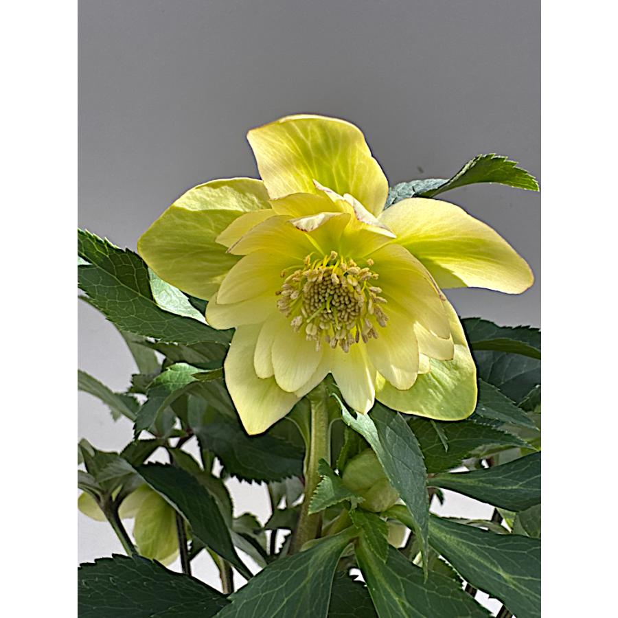 Kazu-K さま専用出品 スイングルシトロメロ種子、苗 Kazu-K さま専用