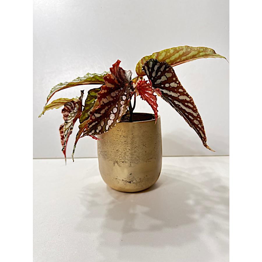 ゴールド鉢カバー L : 花郷園 KAGOEN NURSERY - 通販 - Yahoo!ショッピング