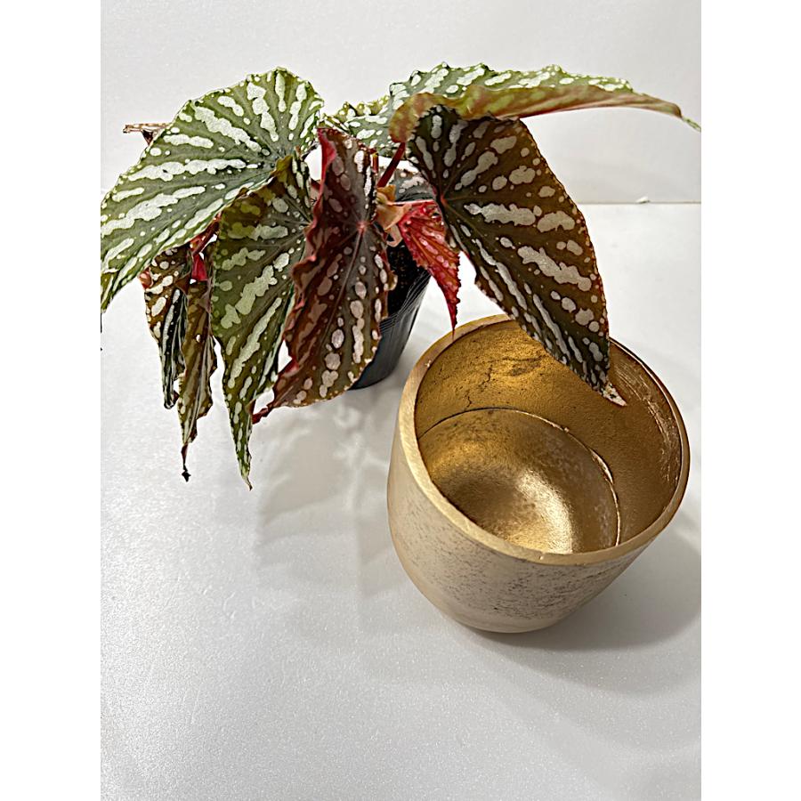 ゴールド鉢カバー L : 花郷園 KAGOEN NURSERY - 通販 - Yahoo!ショッピング