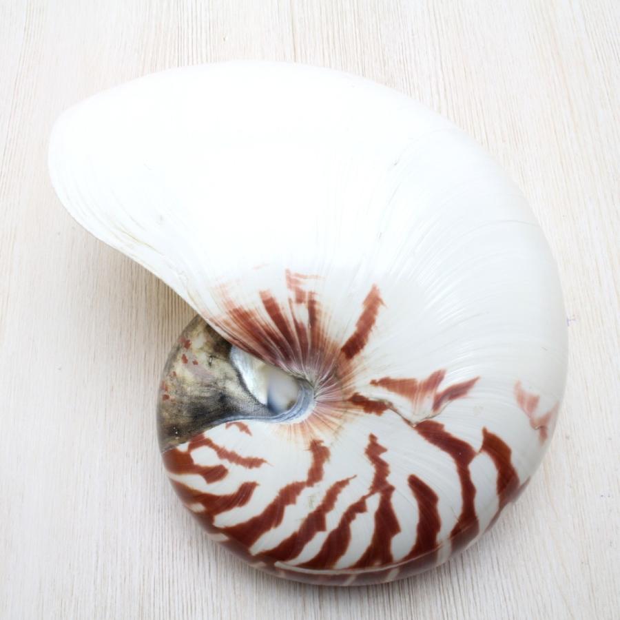 オウムガイ Lサイズ 貝殻 約16〜18cm インテリア 工芸品