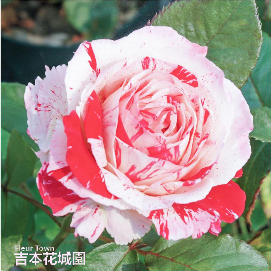 吉本花城園 爆買 バラ苗 センチメンタル フロリバンダ ローズ 複色系 2