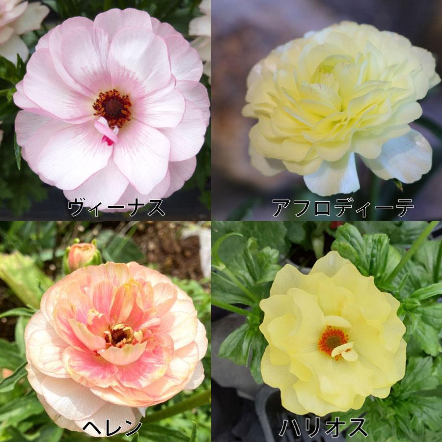 吉本花城園 爆買 ラナンキュラス ラックス 4.5号鉢 今期開花見込み株