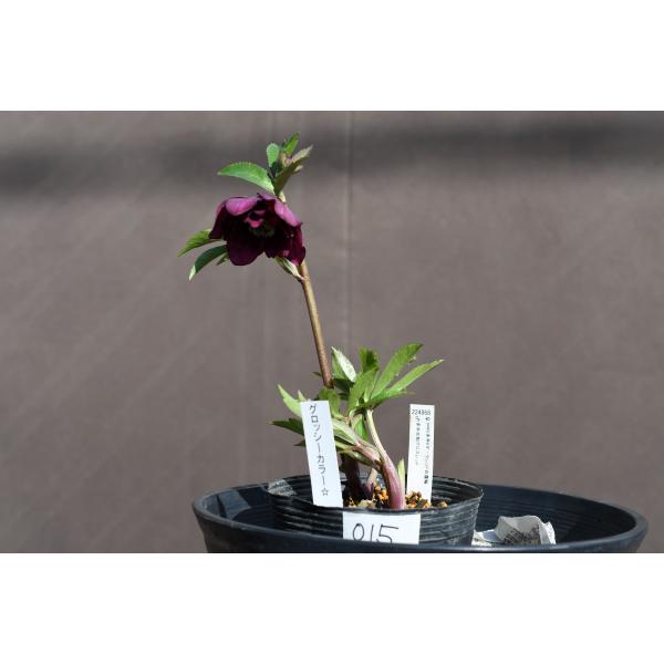 クリスマスローズ開花株 DDグロッシーカラー☆グロスレッド 015 現品