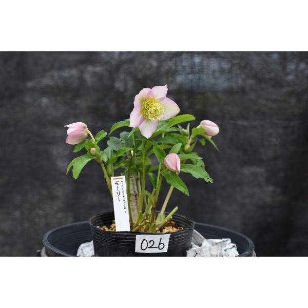 クリスマスローズ開花株 SDソフトピンクモーリー 026 現品限り : 金井