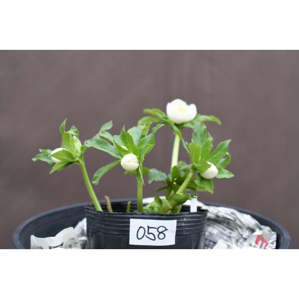 クリスマスローズ開花株 DDカップ咲きホワイト 058 現品限り : 金井