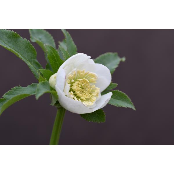 クリスマスローズ開花株 DDカップ咲きホワイト 058 現品限り : 金井