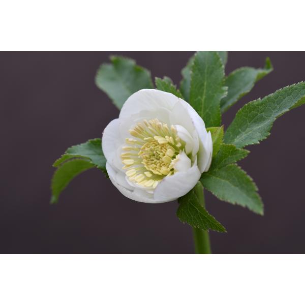 クリスマスローズ開花株 DDカップ咲きホワイト 058 現品限り : 金井