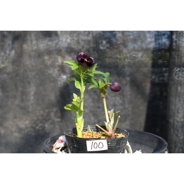 クリスマスローズ開花株 DDダークローズ（認定ラベル有ります） 100