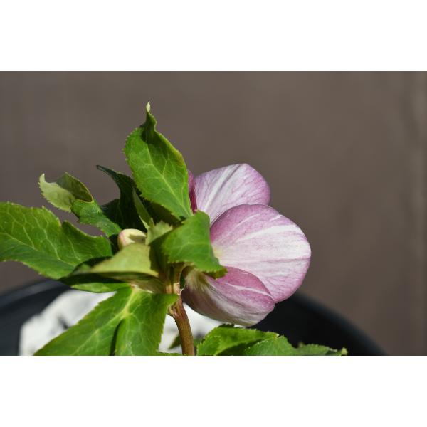 クリスマスローズ開花株 SS両面絞り咲きゴールド 110 現品限り : 金井