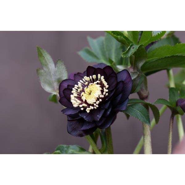 クリスマスローズ開花株 DD赤蕊ダークレッド 126 現品限り : 金井園芸