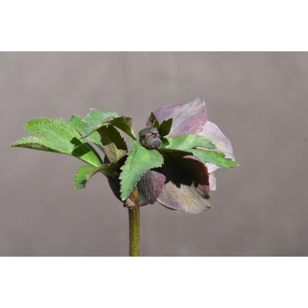 クリスマスローズ開花株 DDバイカラーグリーン 143 現品限り : 金井