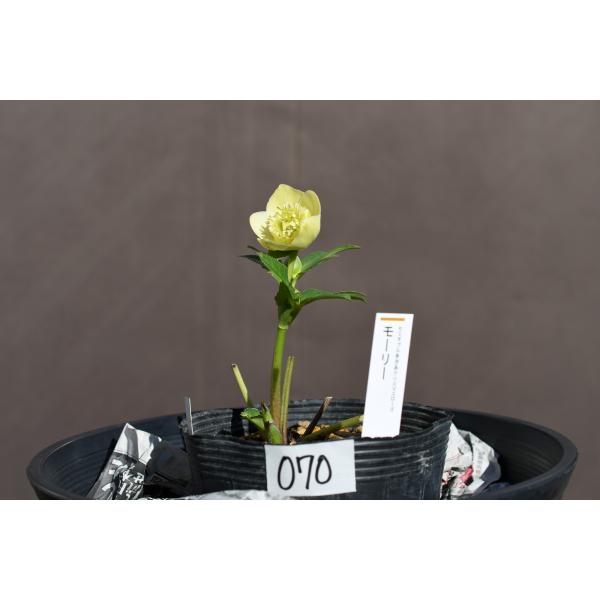 クリスマスローズ開花株 SDカップ咲きモーリー 070 現品限り : 金井