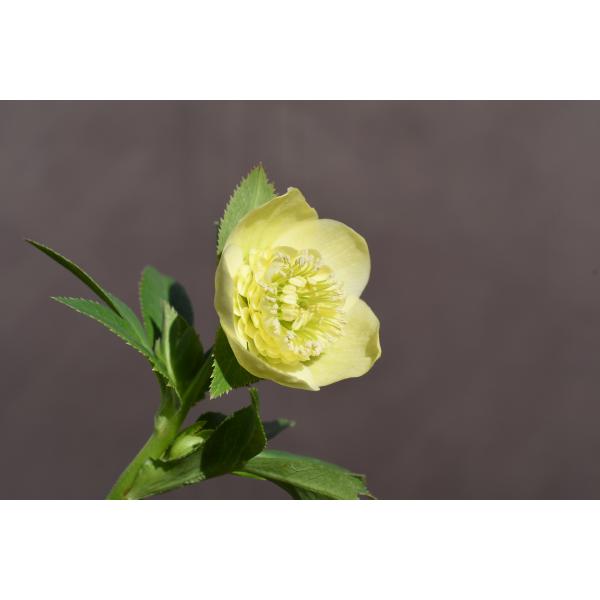 クリスマスローズ開花株 SDカップ咲きモーリー 070 現品限り : 金井