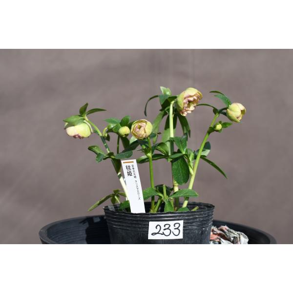 クリスマスローズ開花株 DD毬姫イエローピコティ 233 現品限り : 金井