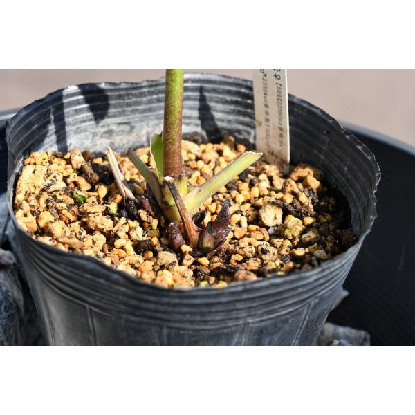 クリスマスローズ開花株 SDパープルピンクモーリー 234 現品限り