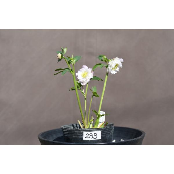 クリスマスローズ開花株 DD多弁咲き系ホワイトソフトグラデーション