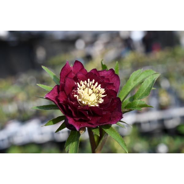 クリスマスローズ開花株 DDグロッシーカラー☆グロスレッド 237 現品